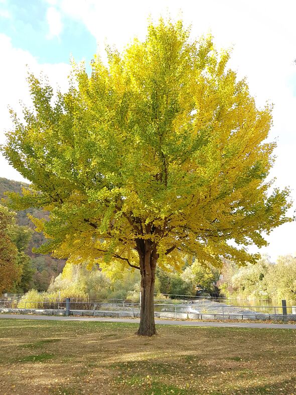 Ginkgo biloba tree