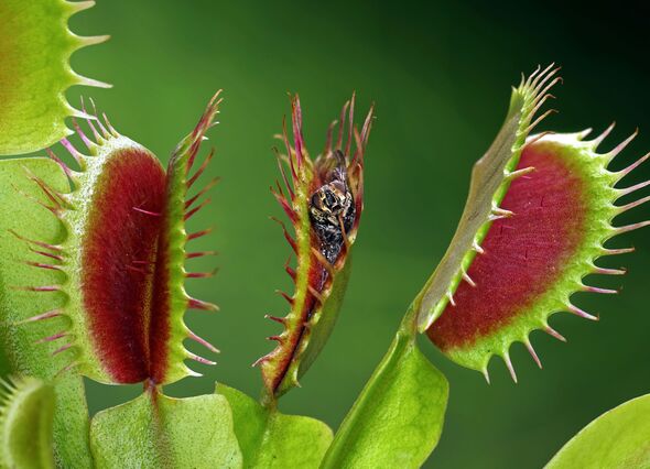 Venus flytrap