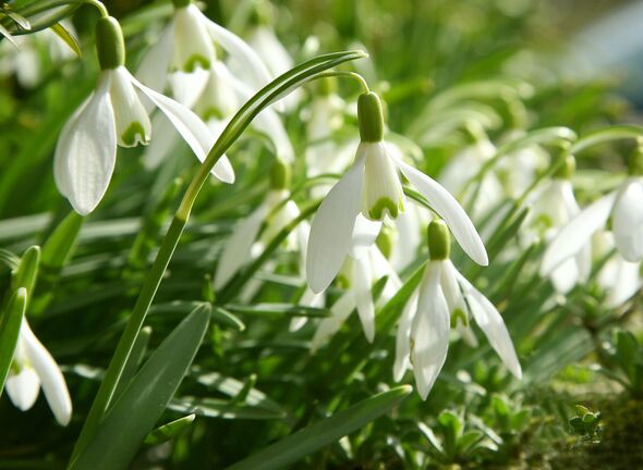 Snowdrops