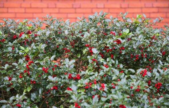 Ilex aquifolium or holly