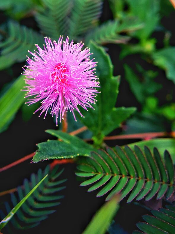 Mimosa pudica