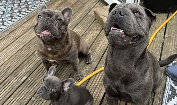 Mai's three dogs Frankie (left), Elsey (middle) and Hughey (right)