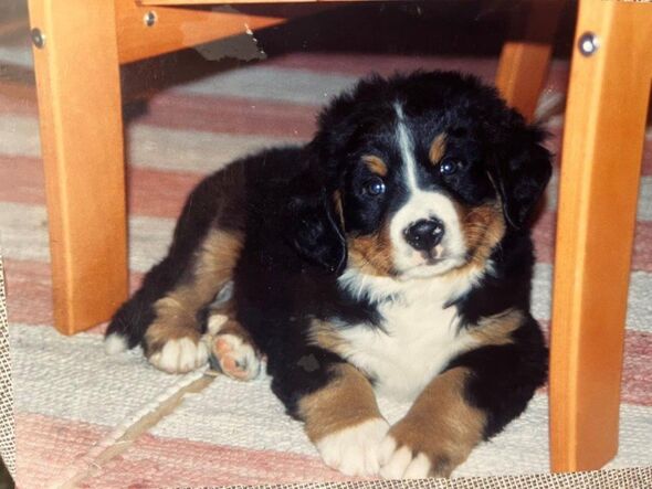  Mountain dog Ubac as a pup