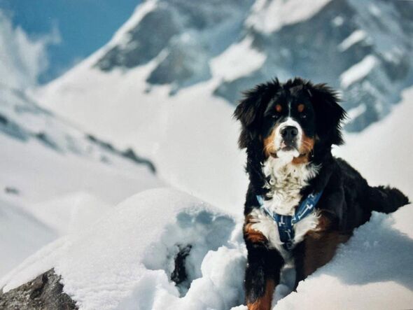  Ubac the mountain dog who is the subject of a French bestseller