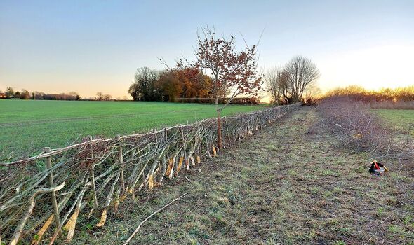Ancient hedgerows have become havens for wildlife