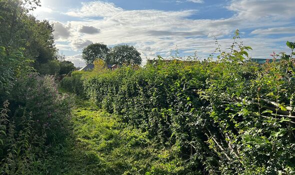 Today a mixed hedge plays home to prolific nature.