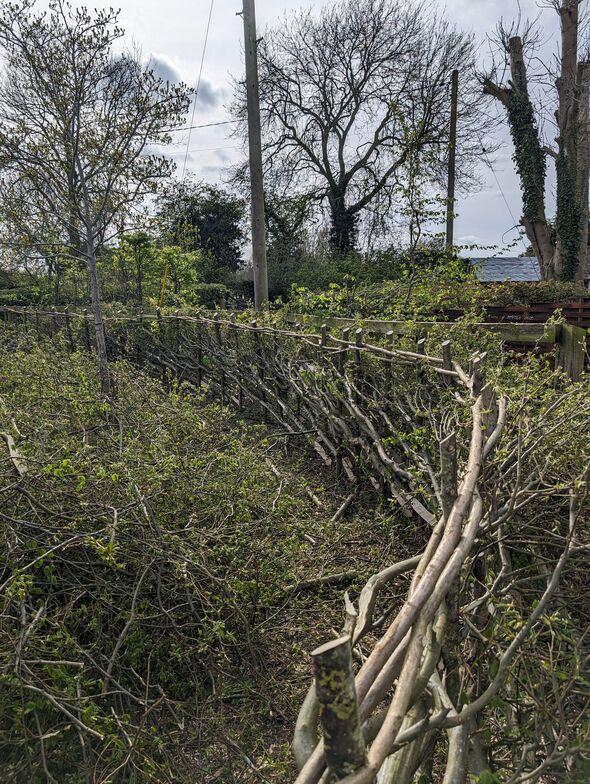 Ancient hedgerows have become havens for wildlife