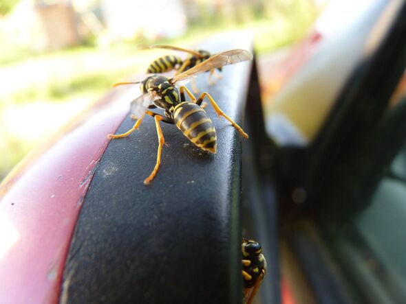 closeup close up detail of three wasps on car