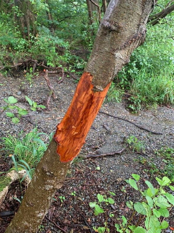 Damaged tree in Lake District