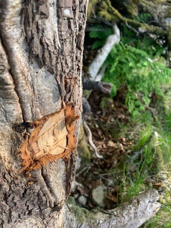 Damaged tree in lake District