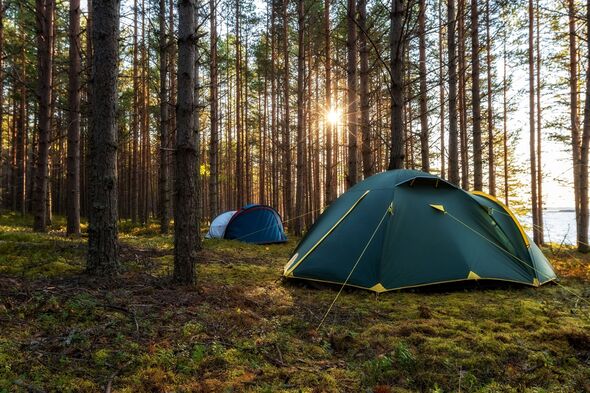 Camping tents in a pine sunny forest - scenic landscape during adventures on the lakes