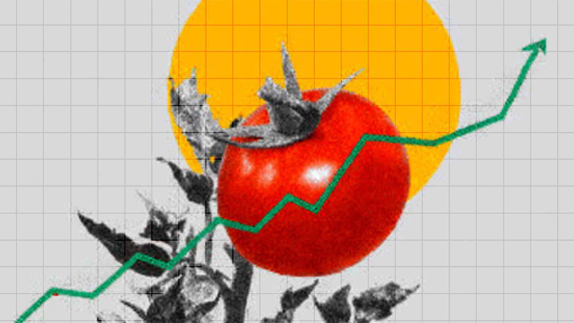Trump's latest tariffs could raise tomato prices by 6 percent—or more
