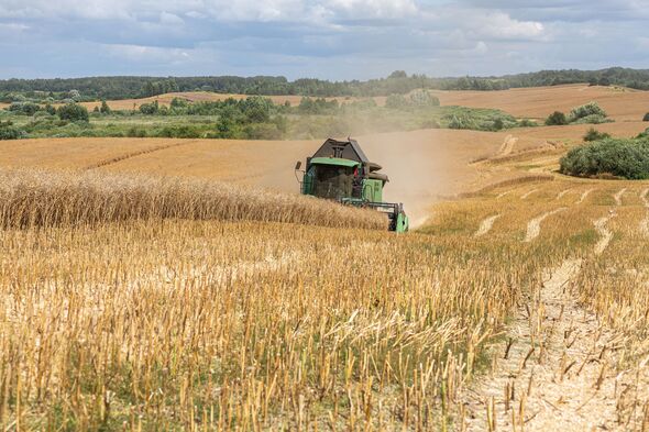 Kaliningrad, RUSSIA - July 27, 2022: harvesting winter rapeseed with a Deutz-Fahr combine