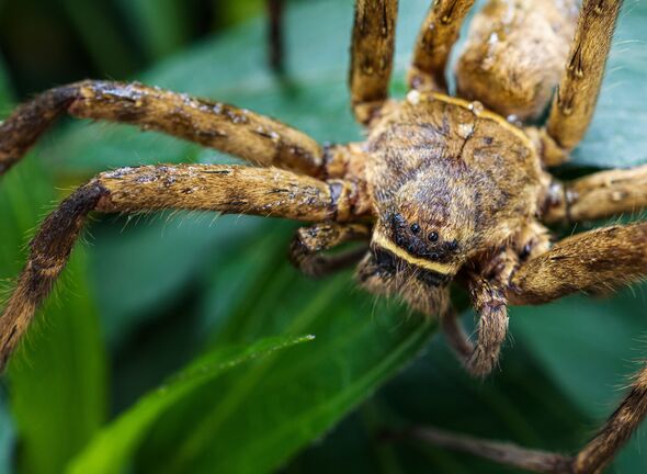 Huntsman spider (Heteropoda venatoria)