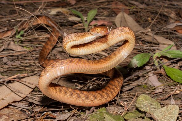 Brown Tree Snake
