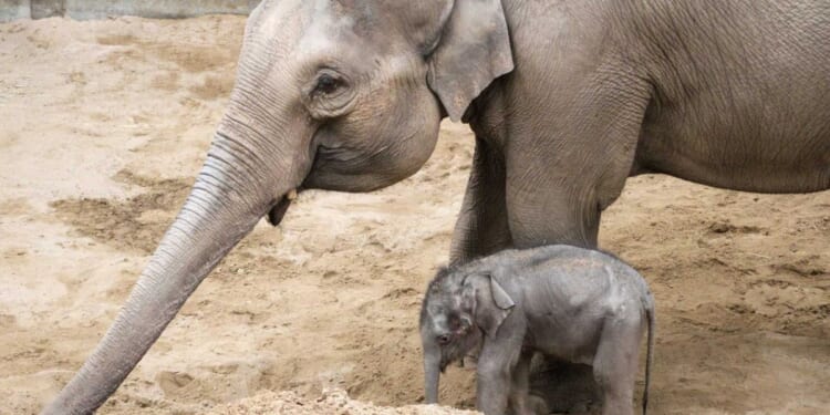 Endangered Asian elephant calf born in Lancashire after two-year pregnancy