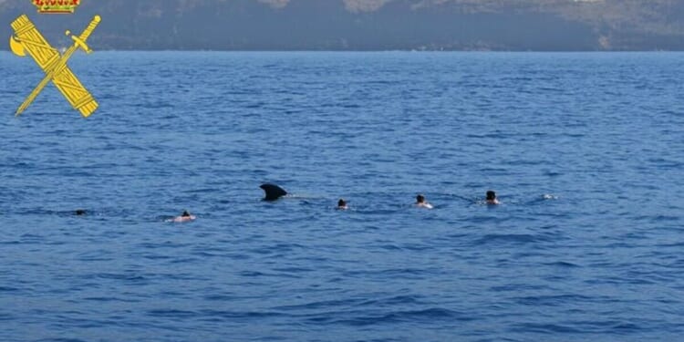 Chaos in Tenerife as seven tourists fined for swimming with whales and dolphins | World | News