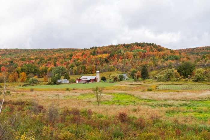 Fall colors in Otsego County, New York. 