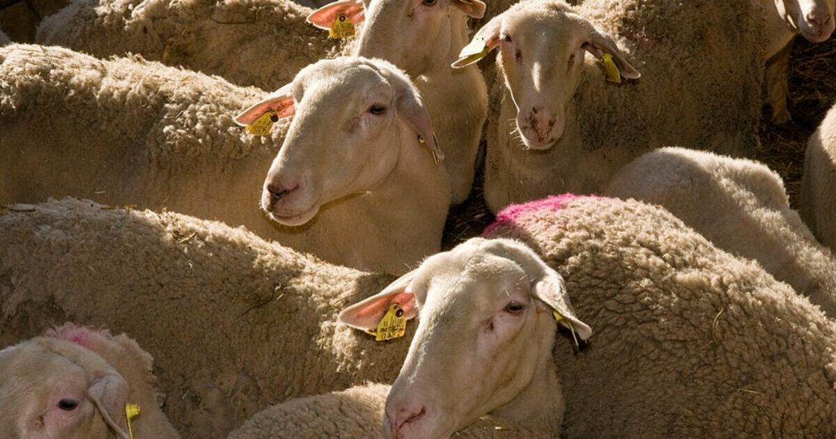 EU country set to ban movement of sheep and goats | World | News