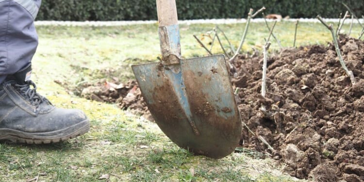 Expert says 'get these bulbs in ground now' to avoid barren spring