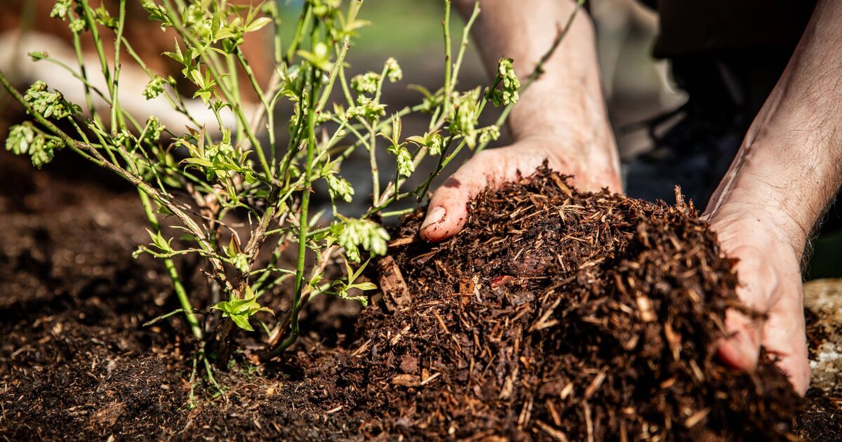 Gardeners given 'false autumn' alert with 3 jobs to do by September 22