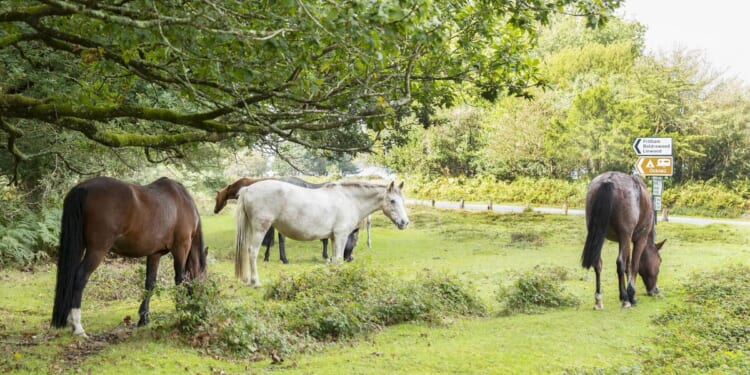 Jobsworth councils ban 'wholesome' activities like stroking horses | UK | News