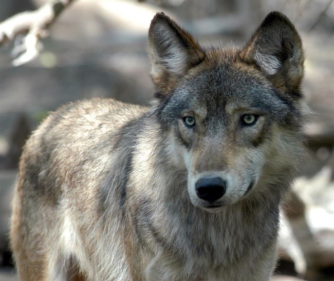 Wolves at the Door? Break Out the AC/DC Albums – RedState