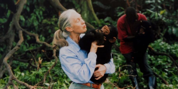 Jane Goodall dead aged 91 as tributes pour in for famed primatologist