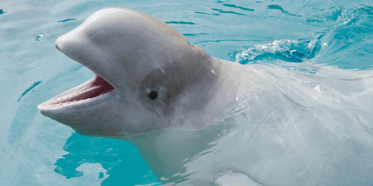 Canada aquarium threatens mass execution as it faces 'devastating decision'