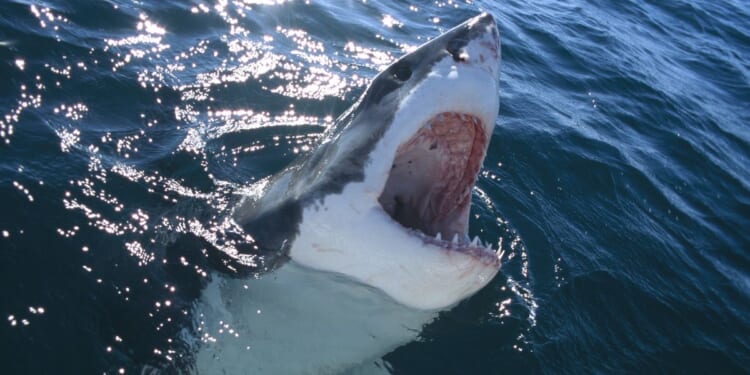 'Incredibly brave' teenagers hailed after saving friend's life