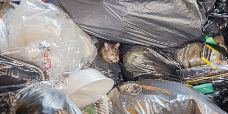Neighbour from hell dumps 'mountain of rotting bin bags' in garden leaving homeowner 'trapped'