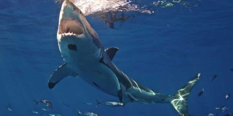 Teenager fighting for his life after being left life-threatening bite wound