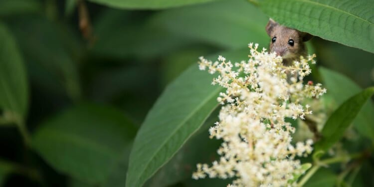 Dormice, otters and other rare wildlife ‘at risk’ from latest planning reforms | UK | News