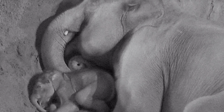 Blackpool zoo shares adorable moment baby elephant snuggles up to her mum as they slept