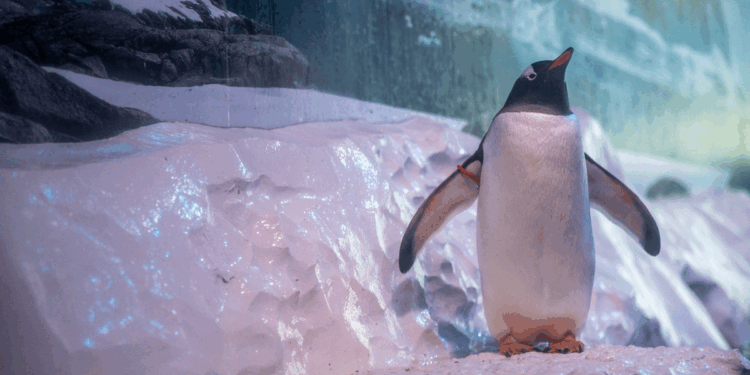 Calls grow to free penguins held 'without sunlight' at London Aquarium
