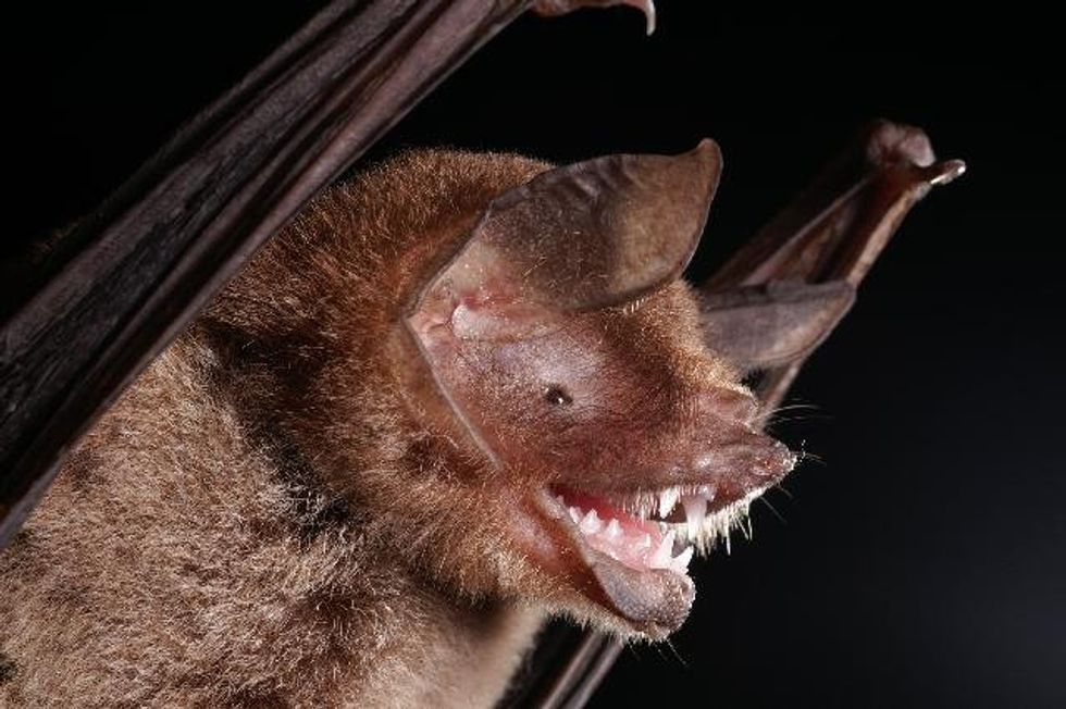 Pteronotus parnellii, commonly known as Parnell's mustached bat