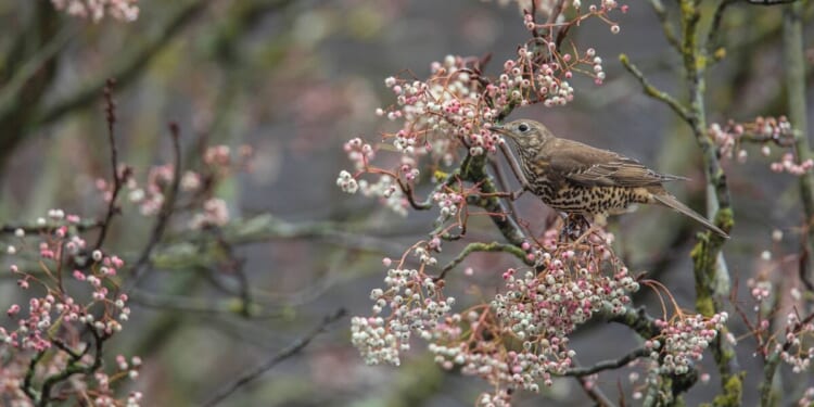 5 berries that will make your garden a magnet for birds | Nature | News