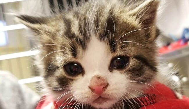 9-Year-Old Boy Trades His Favorite Thing to Save Life of Kitten Being Tortured by Sadists – RedState
