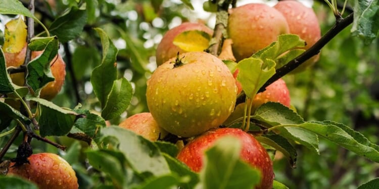 Creation, food, and productivity: Please refer to the Maker’s instructions