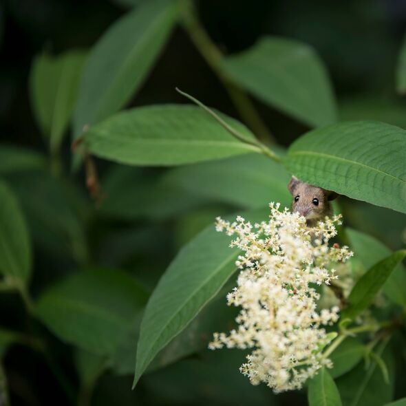A cute little field or door mouse Apodemus Sylvaticus in Summer flower plants