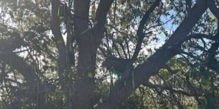 FBI probes hunting stand with view of Trump's Air Force One in Florida | US | News