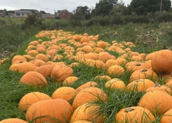 Halloween’s golden opportunity for DGM Growers and Waitrose | City & Business | Finance