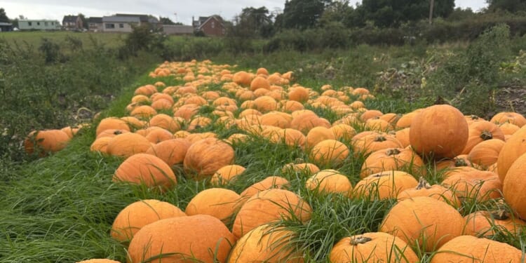 Halloween’s golden opportunity for DGM Growers and Waitrose | City & Business | Finance