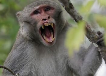 Herpes-COVID Monkeys on the Loose After Big Rig Crashes: Report – RedState