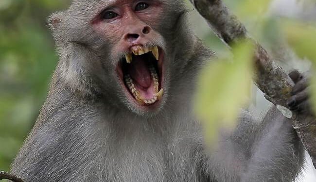 Herpes-COVID Monkeys on the Loose After Big Rig Crashes: Report – RedState