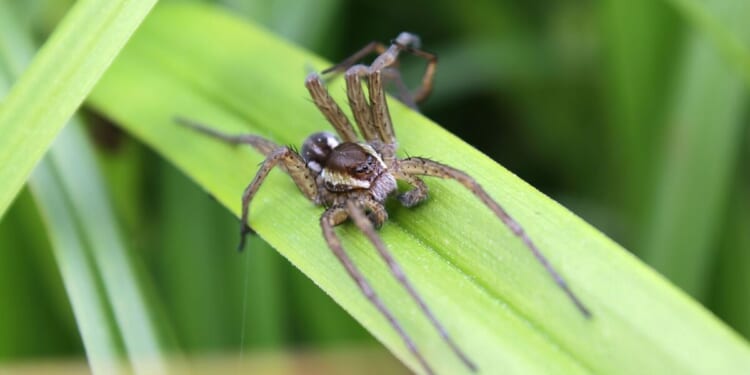 Huge 'extinct' spiders are being found in UK homes | Nature | News