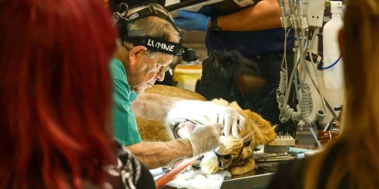 Incredible moment dentist removes 8cm infected tooth from 140kg lioness | UK | News