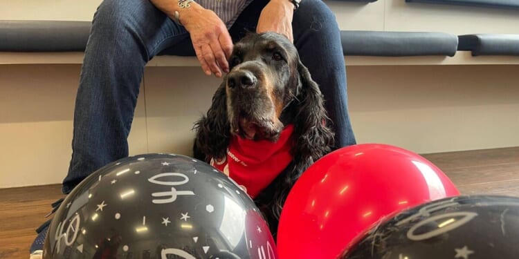 'My setter has saved the lives of 200 other dogs - he's special' | UK | News