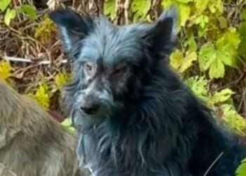 Mystery as 'blue dogs' spotted roaming as experts are baffled - 'weren't blue last week' | World | News