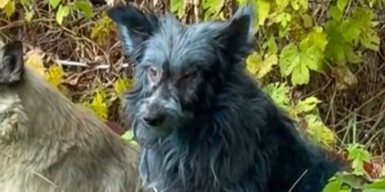 Mystery as 'blue dogs' spotted roaming as experts are baffled - 'weren't blue last week' | World | News